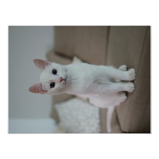 Póster Gato blanco | Zazzle_Growshop. (Anverso)