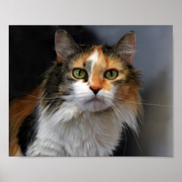 Póster Gato Calico