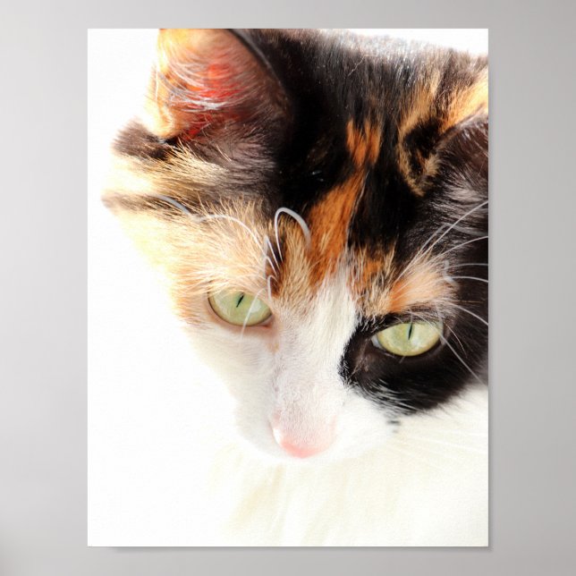 Póster Gato Calico (Frente)
