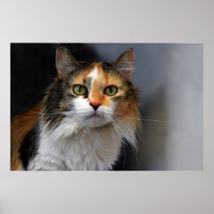 Póster Gato Calico