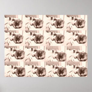 Póster Gato calico vintage