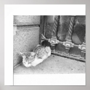 Póster Gato callejero de Argentina