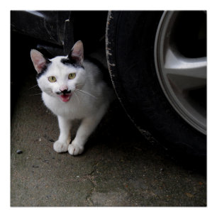 Póster Gato con bigote