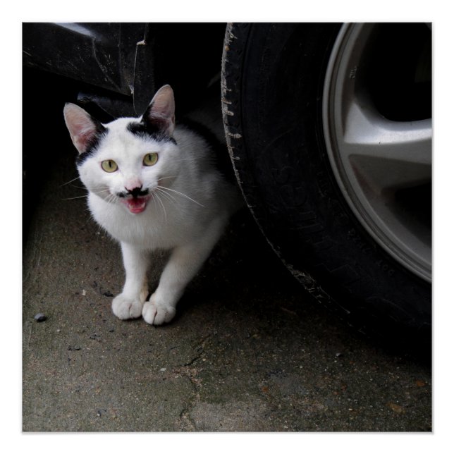 Póster Gato con bigote (Anverso)