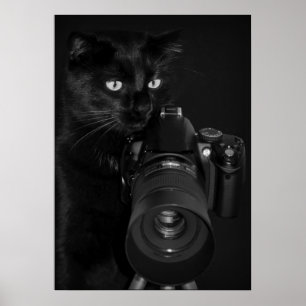 Póster Gato con la cámara