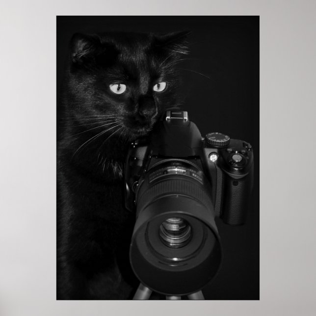 Póster Gato con la cámara (Frente)