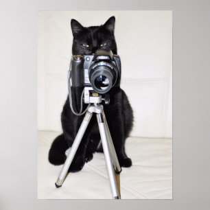 Póster Gato con la cámara
