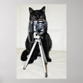Póster Gato con la cámara - cartel