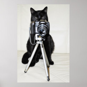 Póster Gato con la cámara - cartel