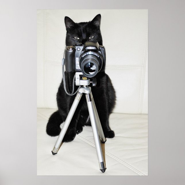 Póster Gato con la cámara - cartel (Frente)