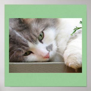Póster Gato con los ojos verdes