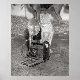 Póster Gato con una cámara, 1936. Foto antigua