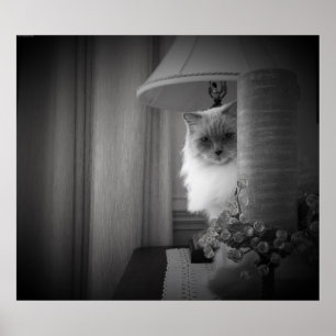 Póster Gato curioso,