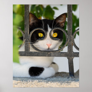 Póster Gato curioso con espectáculos Fotografía divertida