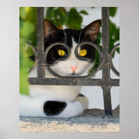 Gato curioso con espectáculos Marco Gracioso Foto 