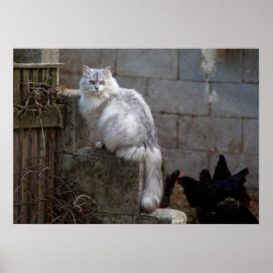 Póster Gato de angora gris-blanco