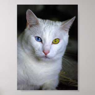 Póster Gato de angora turca con Poster de ojos incoincide