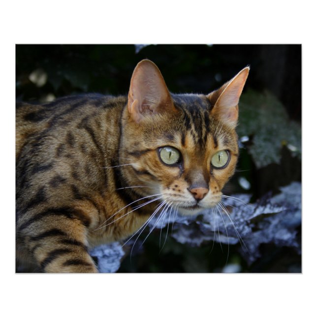 Póster Gato de Bengala que se cuela (Anverso)