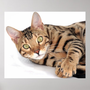 Póster Gato de Bengala tumbado