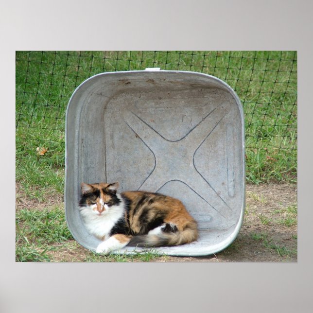 Póster Gato de Calico en la cuenca (Frente)