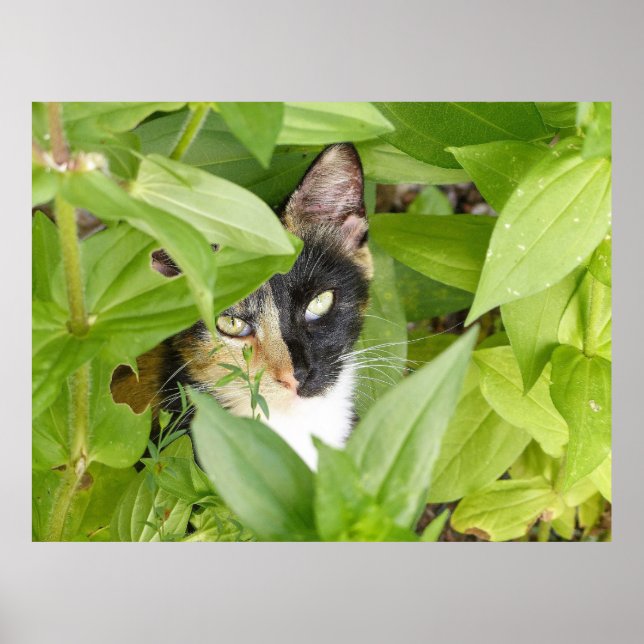 Póster Gato de Calico en las Zinnias (Frente)