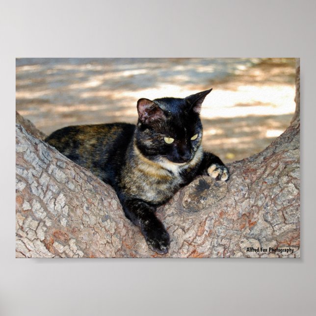 Póster Gato de Concha en Árbol (Frente)