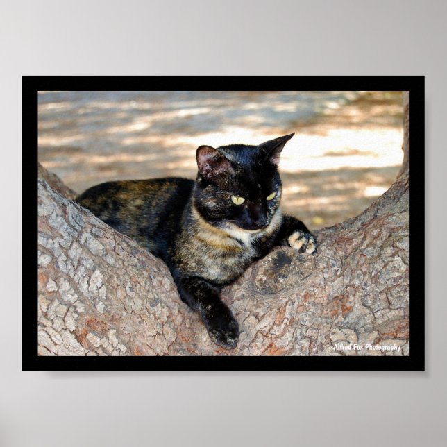 Póster Gato de Concha en Árbol (Frente)