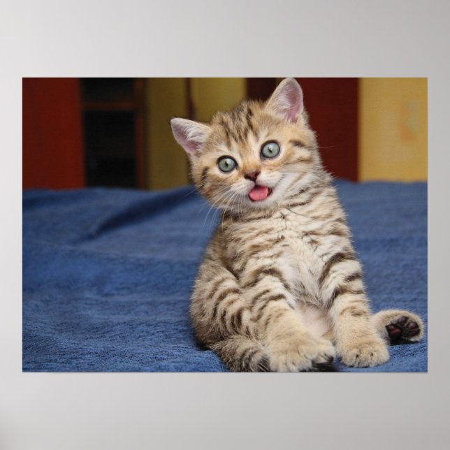 Póster Gato de corte (Frente)