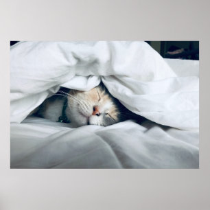 Póster Gato de crema gris blanco suave durmiendo