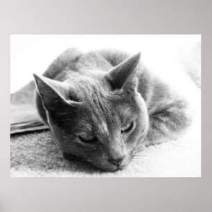 Póster Gato de escala de grises