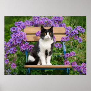 Póster Gato de esmoquin sentado en una silla de jardín co