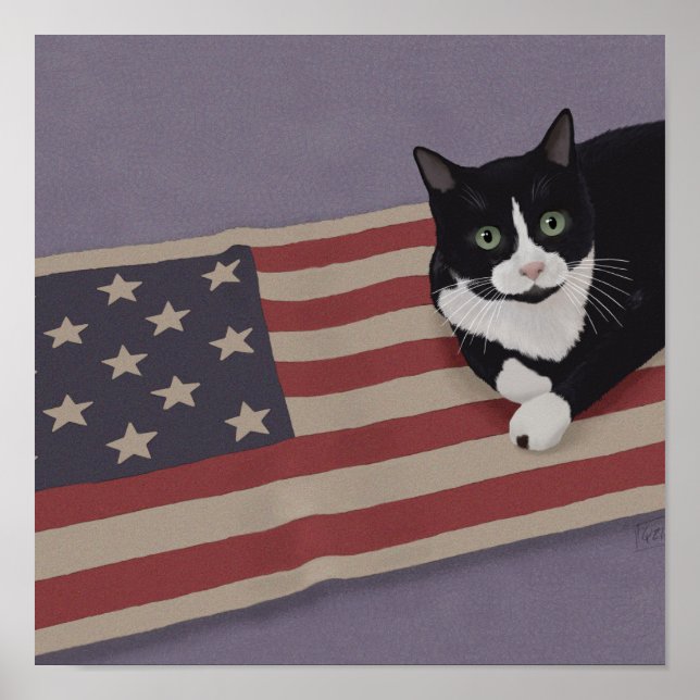 Póster Gato de Estados Unidos (Frente)