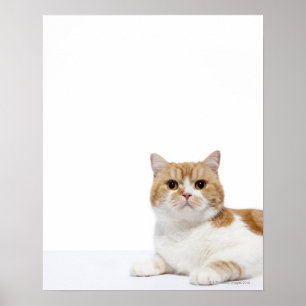 Póster Gato de hueso escocés