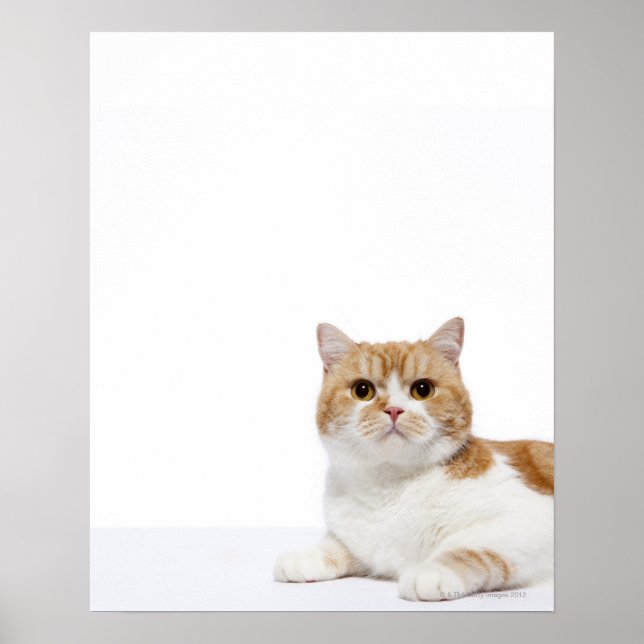 Póster Gato de hueso escocés (Frente)