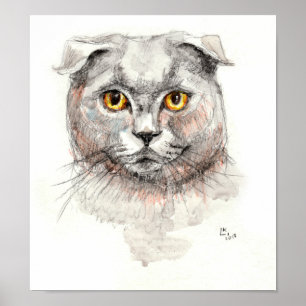 Póster Gato de hueso escocés
