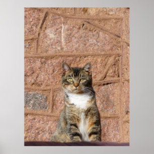 Póster Gato de iglesia