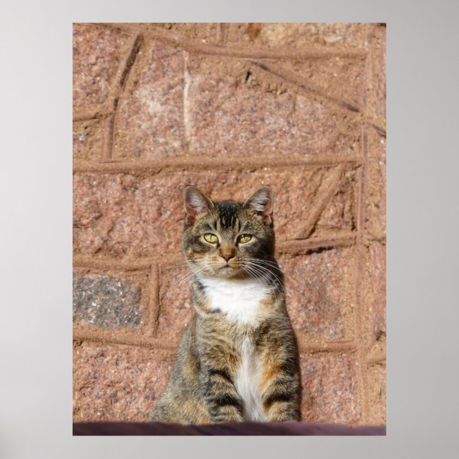 Póster Gato de iglesia (Frente)