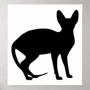 Póster Gato de la esfinge