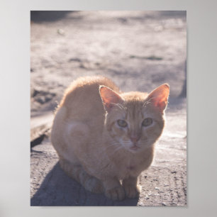 Póster Gato de la mañana
