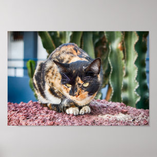 Póster Gato de Maspalomas