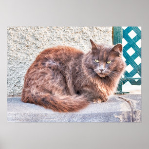 Póster Gato de Maspalomas
