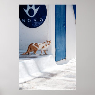 Póster Gato de Mykonos - Poster