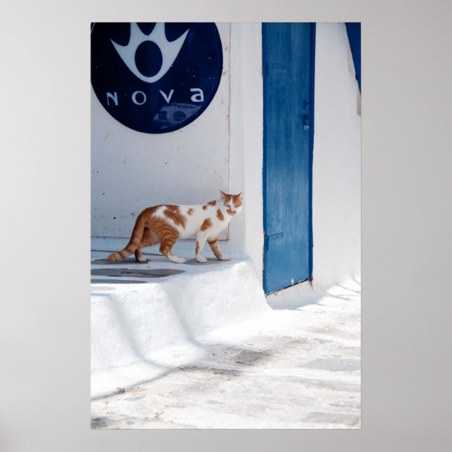 Póster Gato de Mykonos - Poster (Frente)