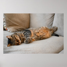 Póster Gato de Naranja gris negro suave durmiendo