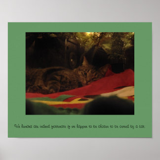 Póster Gato de navidades