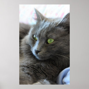 Póster Gato de Nebelung