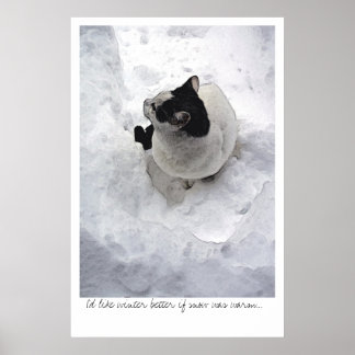 Póster Gato de nieve