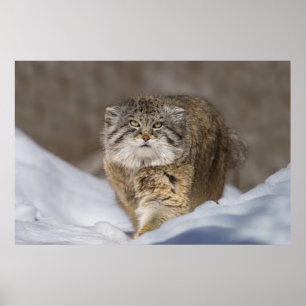 Póster Gato de Pallas en la nieve