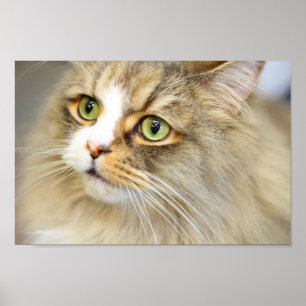 Póster Gato de Ragamuffin atento