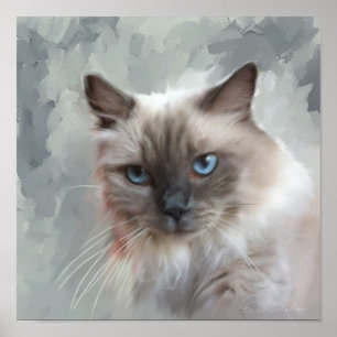 Póster Gato de Ragdoll